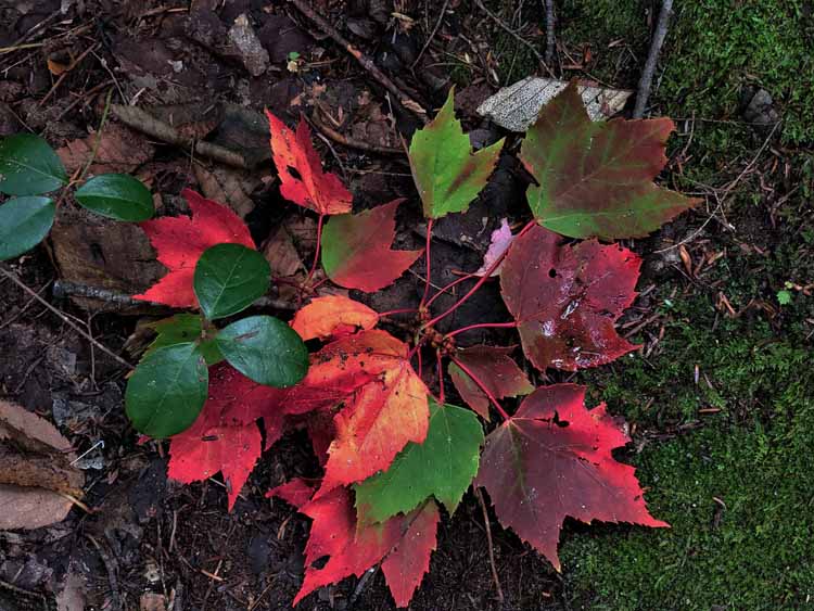 colored leaves on ground